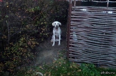 В Борисполе возле одного из ресторанов сидит ухоженный лабрадор средних лет. Уже как неделю собака ждет хозяина, она не сходит с места и не берет еду. Рядом находятся мойка и СТО.