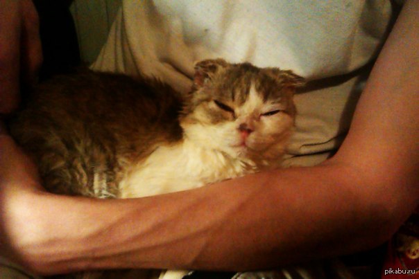 ��� ����� ������� �������� �������)