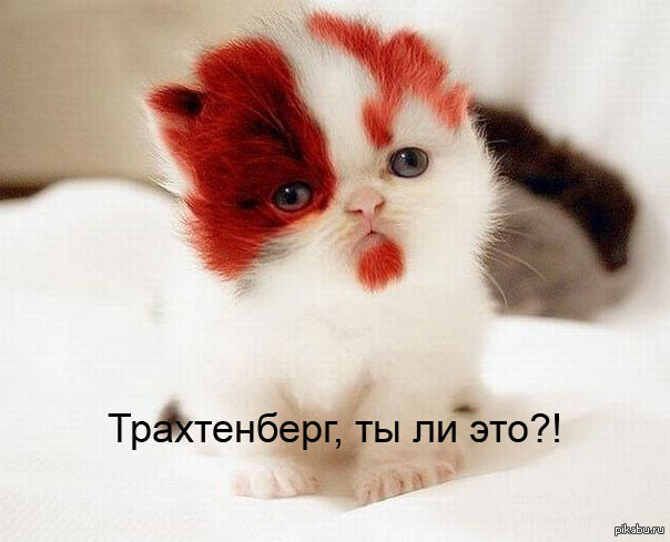Реинкарнация | Пикабу