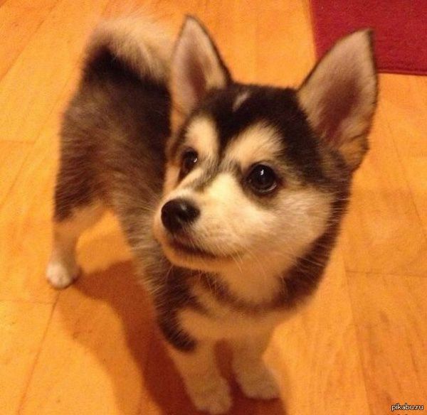 ��� ������    ���������� ����������� ����, ���������� �����. �� ��� ����� ����� ������ �������.