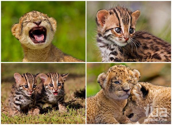 �������������� ������ � ����������� ������ �� ��������� ���� ��������.