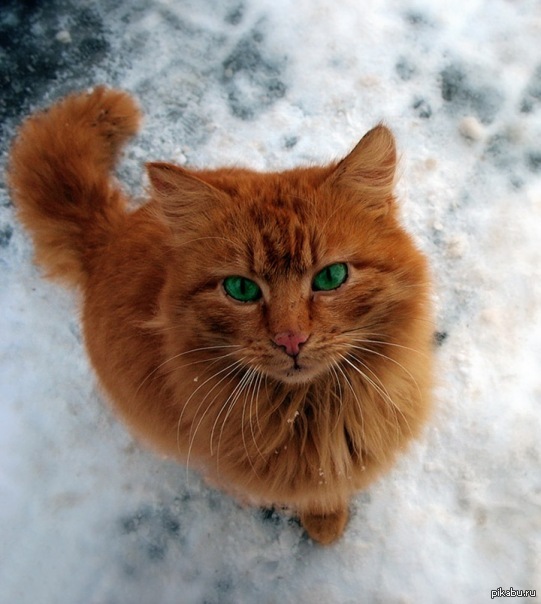 ���� ����� ����� :3