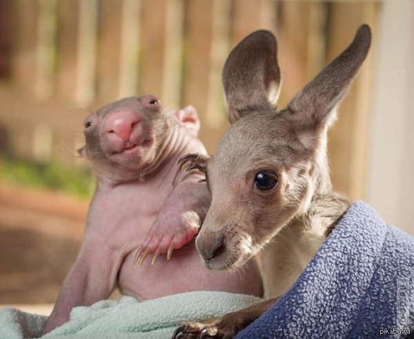 Кунгуренок и маленький вомбат