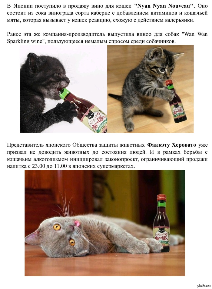 Хороший кот - трезвый кот