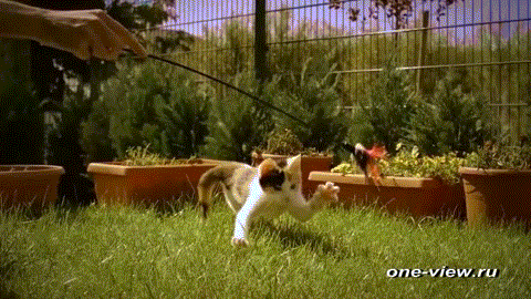 ����� ������)