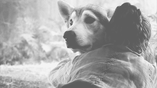 ������ - ���� ��������