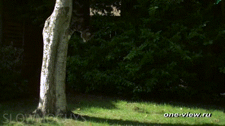 ���������� �����������