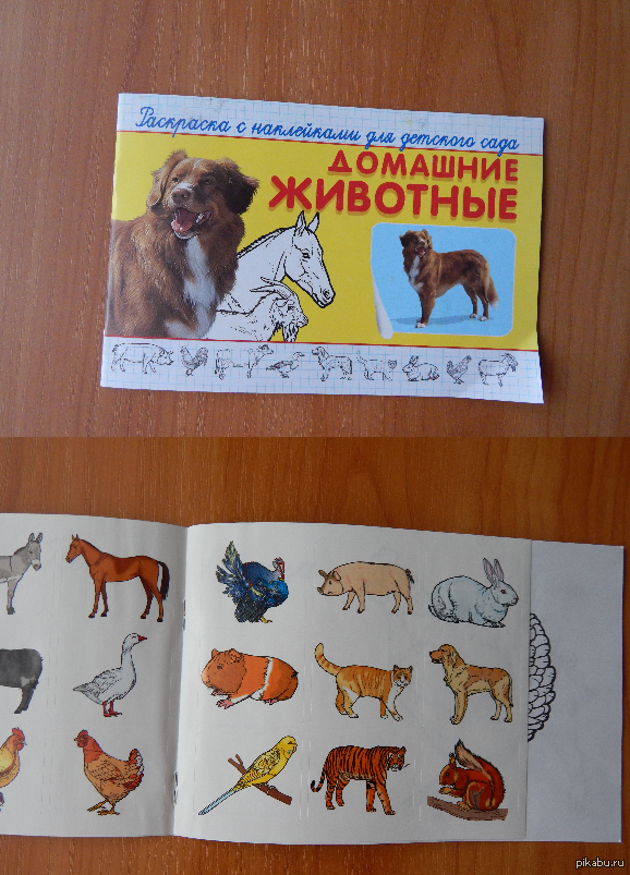 Домашние животные | Пикабу
