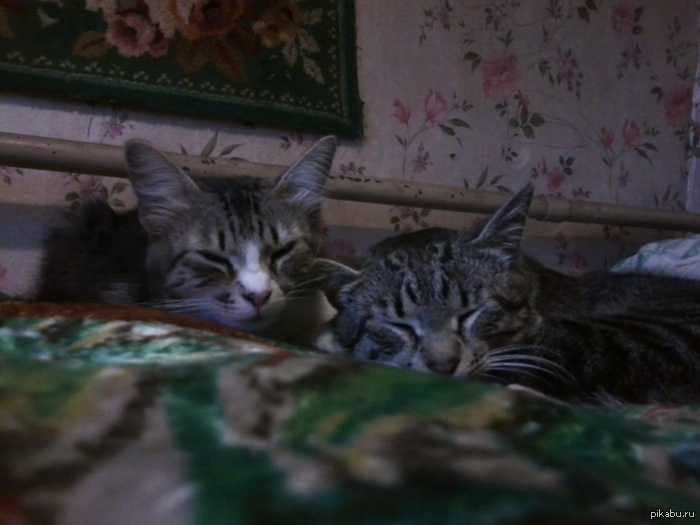 Our Varenka and Murzya - cat, The photo, My