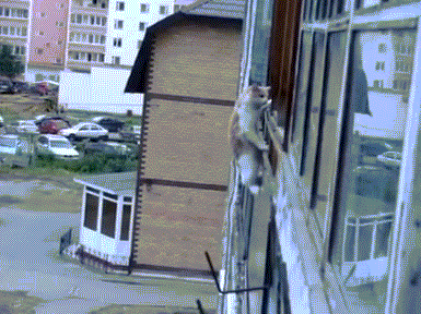 ��������� ���- ���������