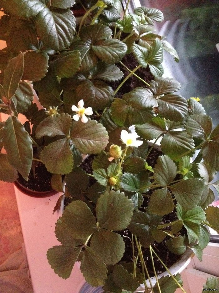 � ������� ���� ���������� ) ��� �������� �� �����������