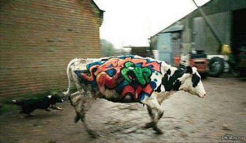 urban cow