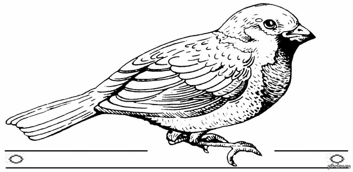 Воробей. | Пикабу