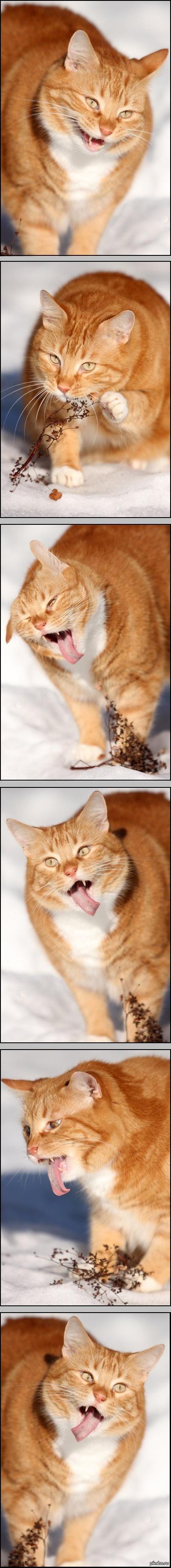 �� �����������