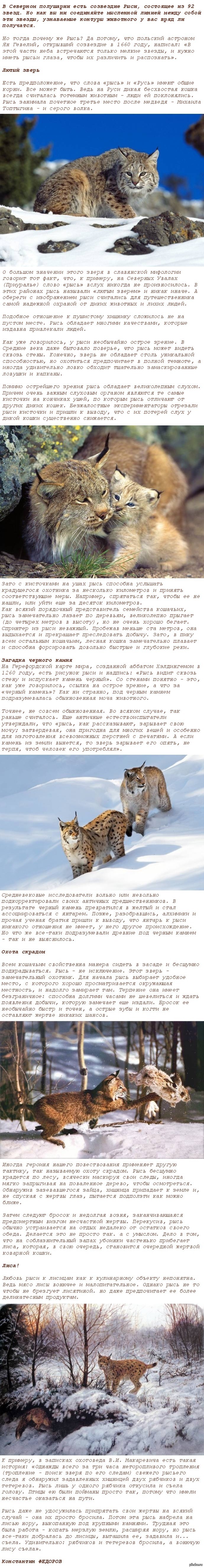 Для чего рыси кисточки на ушах. Смотреть фото Для чего рыси кисточки на ушах. Смотреть картинку Для чего рыси кисточки на ушах. Картинка про Для чего рыси кисточки на ушах. Фото Для чего рыси кисточки на ушах