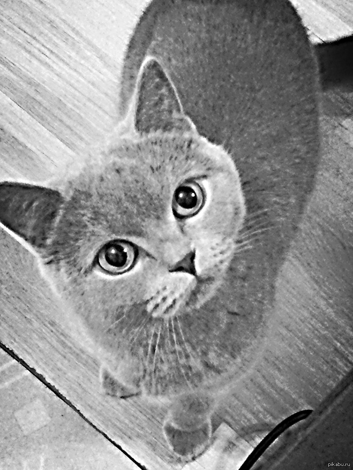 Котик | Пикабу