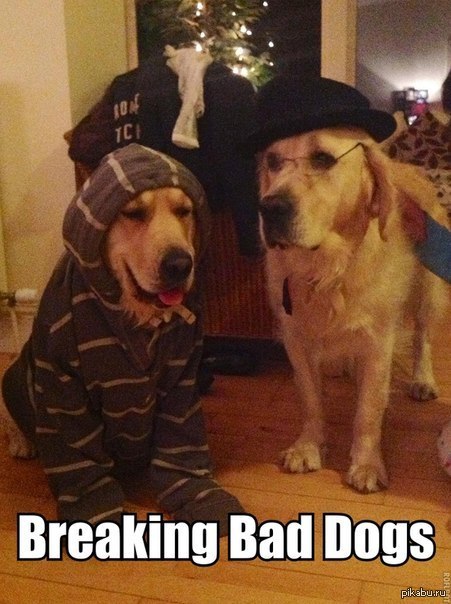 Breaking Bad Dogs