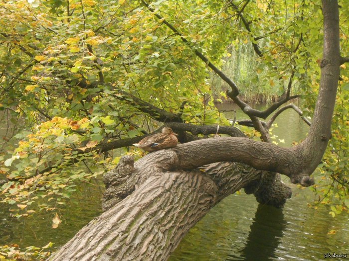 Да,это утка. Да,она на дереве.И что?