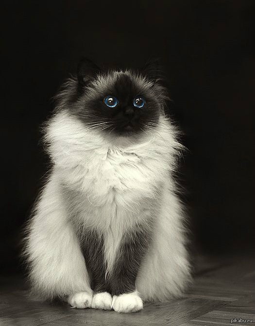 Сиамская Пушистая Кошка Фото