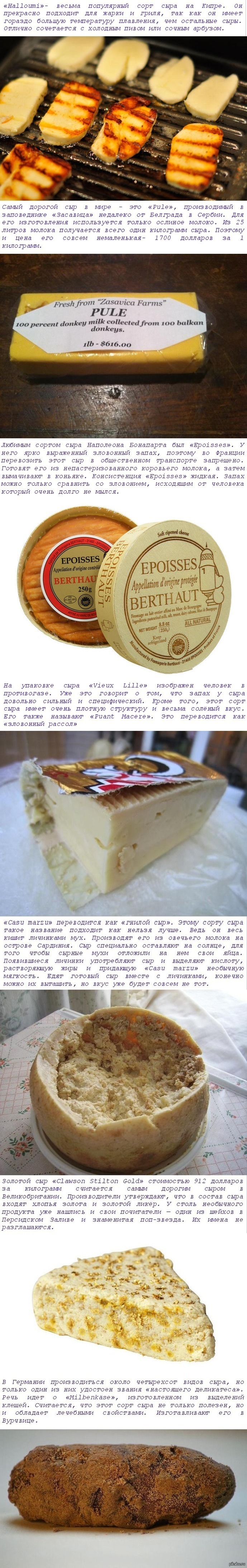 Какой сорт сыра лучше. Необычные сорта сыра.