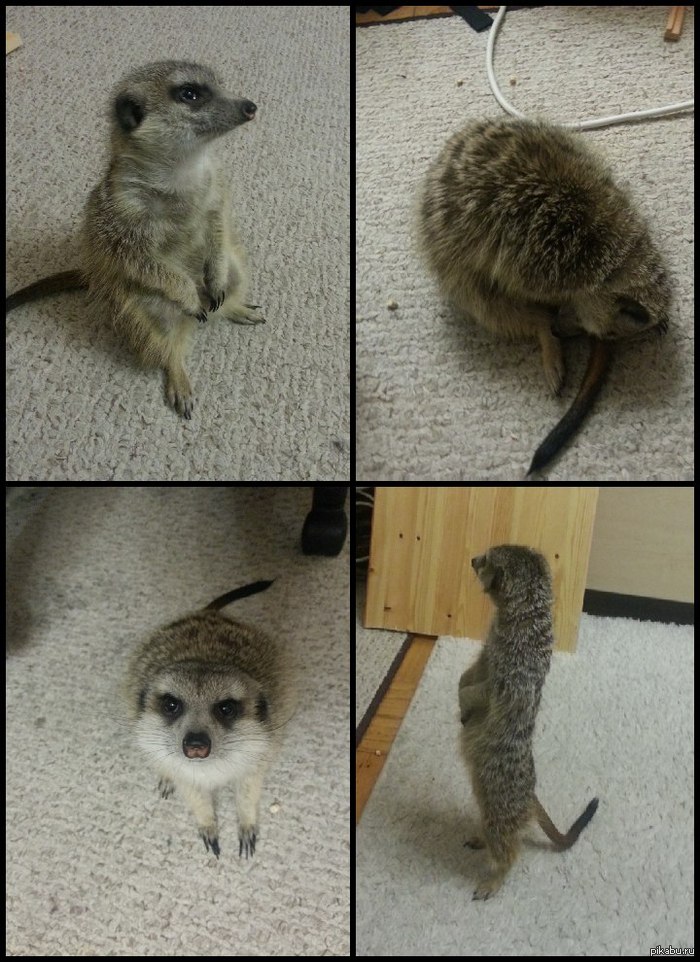 Ура! Поздравьте меня, многолетняя мечта сбылась! Знакомьтесь с моими новыми питомцами: Тимон и Тиль)) Да, это сурикаты! Наглые и беспардонные создания, к слову. Живут в квартире как кошки, ходят в лоток, едят все, спят в одеяле))