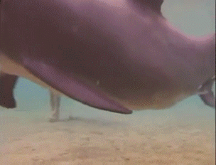 Руководство по сексу с дельфинами