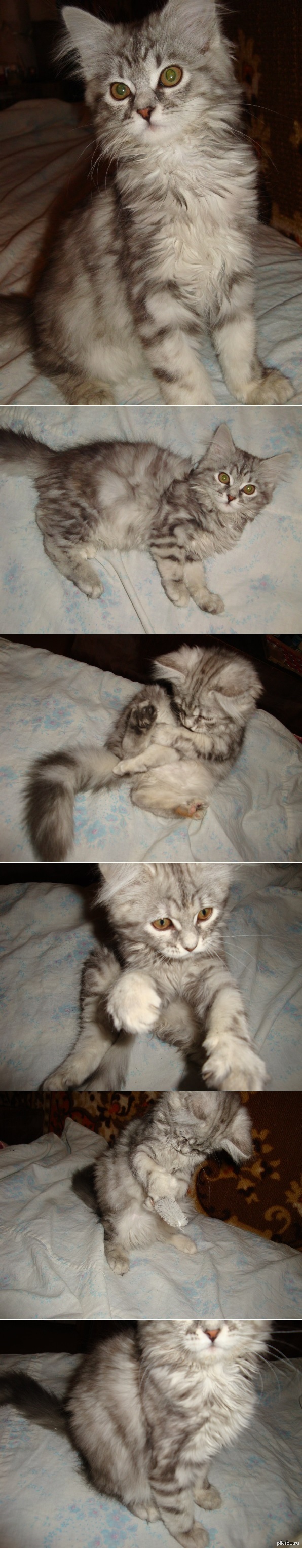 ����� � ������� ���� ������ (�����), ����� ����� � �������. (�������)