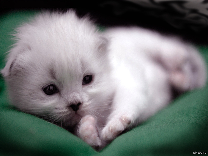 Просто милый котенок