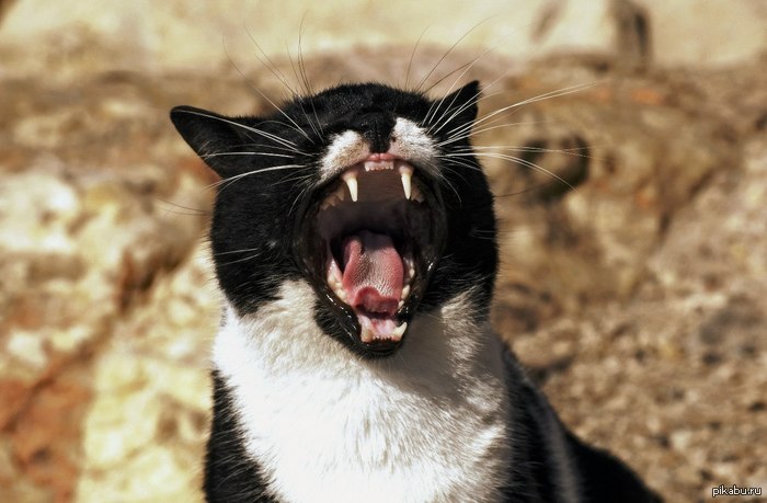 ������ ��������� ����