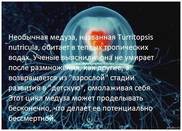 Медуза слова. Мы весёлые медузы мы похожи. Медузы похожи на арбузы. Медуза текст.