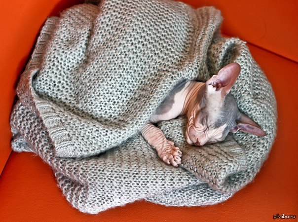 ���������� ���.