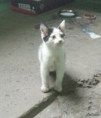 �������� �������! �����������!