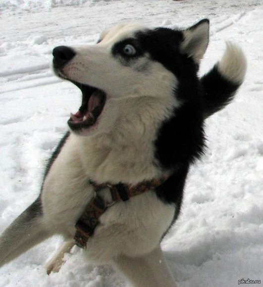 ������� �� ������� ���