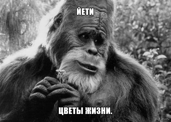 Йети | Пикабу