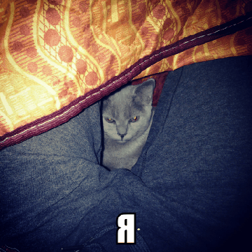 ���� ���