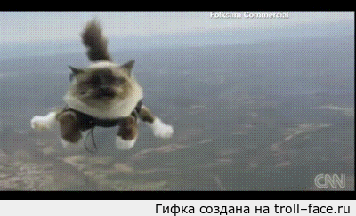 Кот, прыгающий с парашютом! ну теперь то уж ты точно видел все. | Пикабу