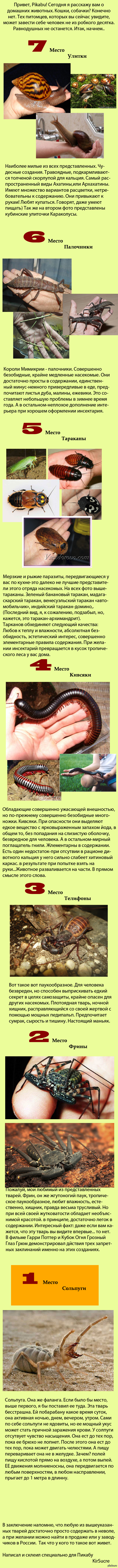 Немного о домашних животных