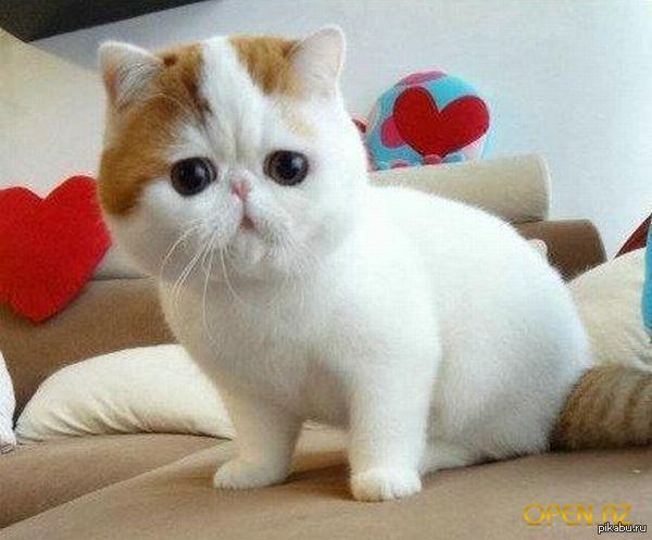 ,   ,   ,    !!! ,   pikabu,       -