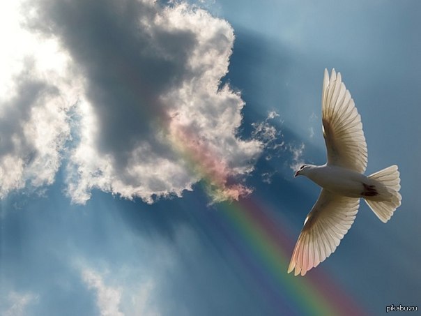 flying angel - NSFW, Sky, Clouds, Birds, Clear Sky