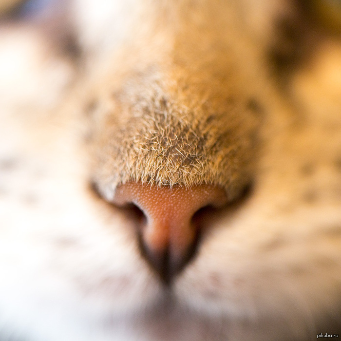 Котик