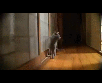 Kot Stuchitsya V Dver Domoj Pikabu