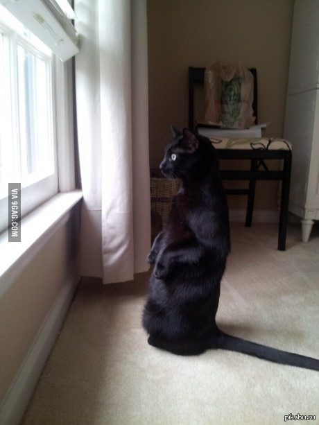He just sat and watched the birds all day. - Black cat, 9GAG, cat, Milota