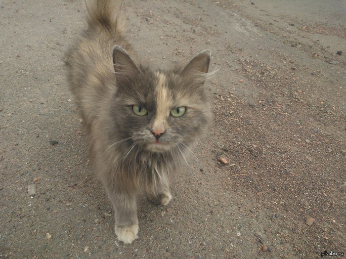 Важный котейка.