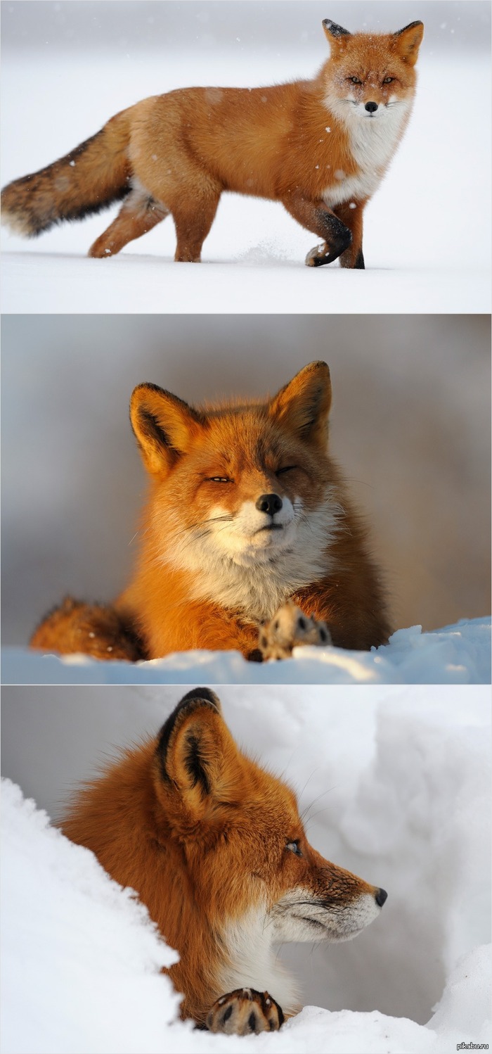 Лис крупным планом =)