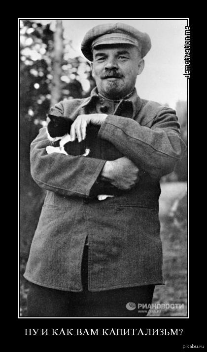 Все любят котиков | Пикабу