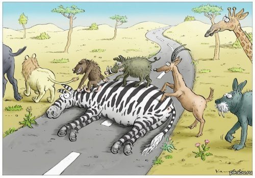 How to cross the road in Africa - Africa, zebra, Road