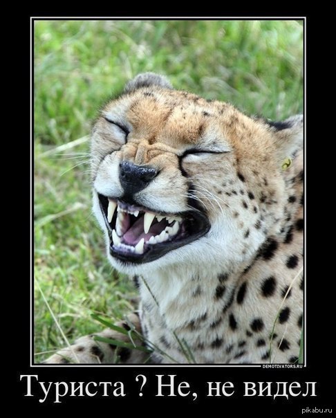 упоротый кот-уровень эксперт))))