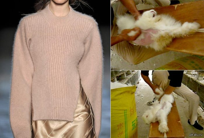 About angora rabbits from a recent post - NSFW, Rabbit, Wool