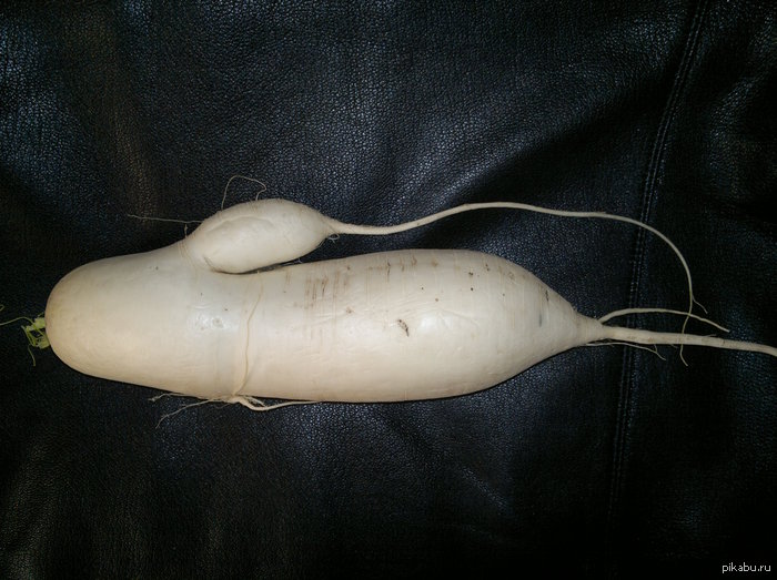 Here is a radish grown in a friend's garden ... - NSFW, My, My, Images, Erotic