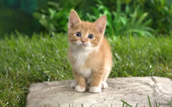      HTTPS  JAVA    ?   .